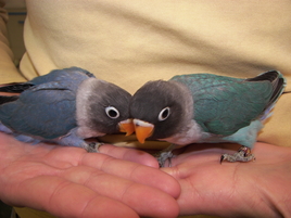 birds, Birds Unlimited Webster, New York Webster, NY Babies