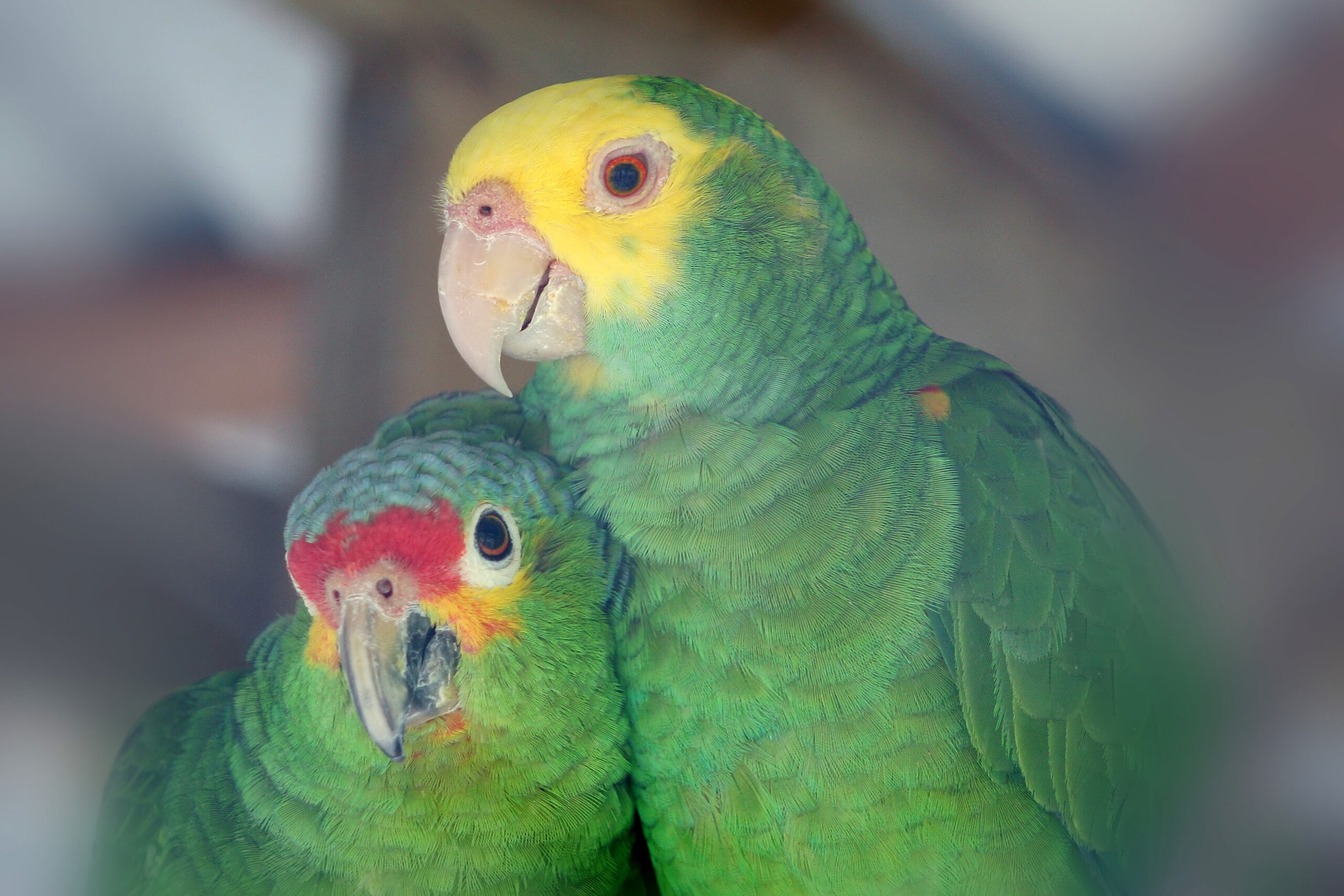 Two colorful parrots closely cuddle together, showcasing their vivid green feathers, yellow and red accents, highlighting their affectionate bond.