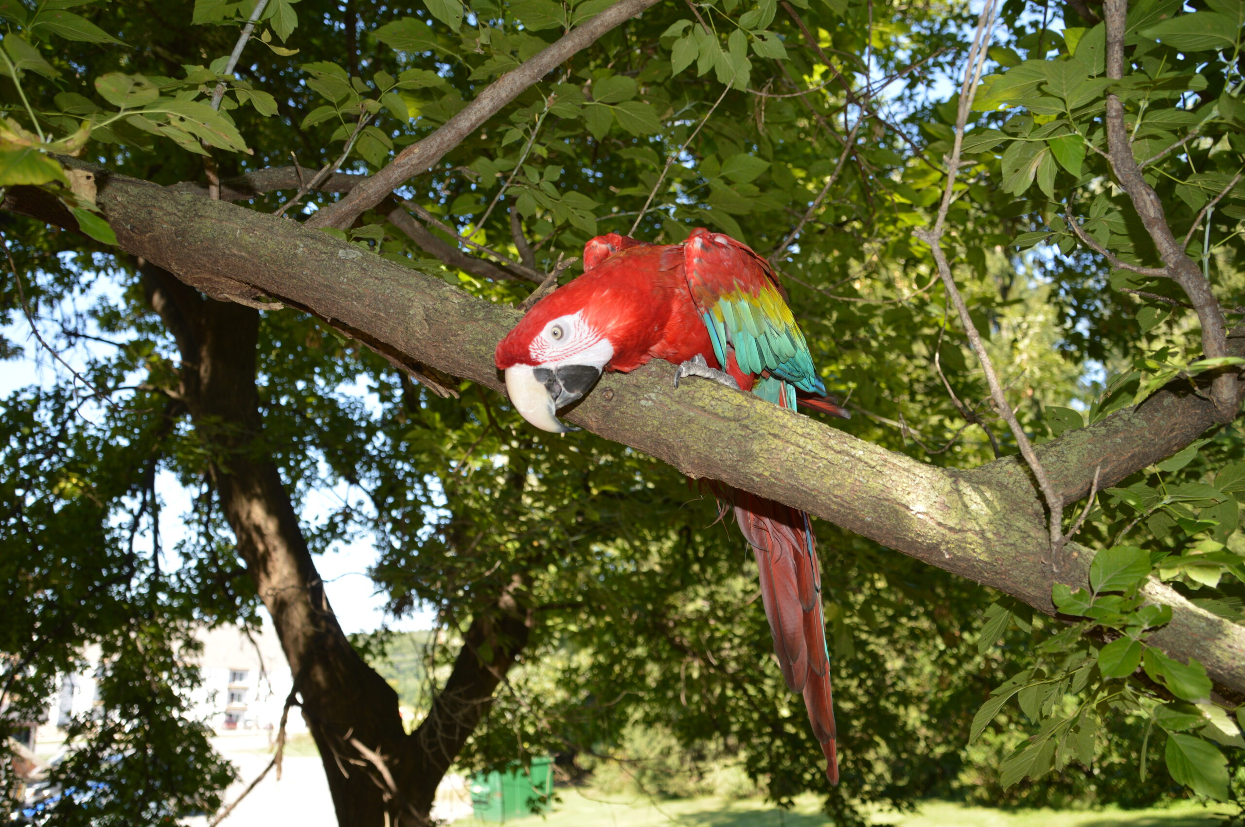 Brightly colored macaw perched on a tree branch, surrounded by lush green leaves, showcasing its vibrant plumage and curious expression.