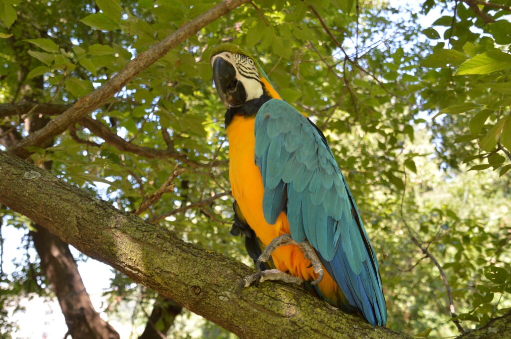 Brightly colored macaw perched on a tree branch, surrounded by lush green leaves, showcasing its striking blue and yellow plumage.