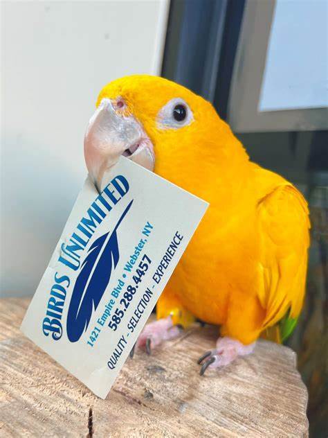 Bright yellow bird holding a business card from Birds Unlimited, showcasing the pet shop's name and contact information. Perfect for avian enthusiasts.